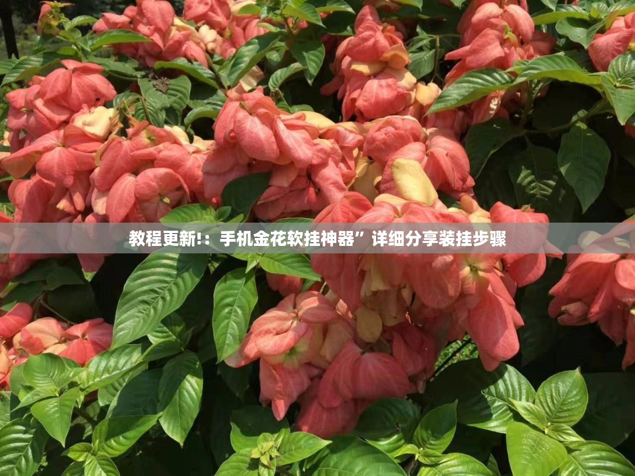 教程更新!：手机金花软挂神器	”详细分享装挂步骤