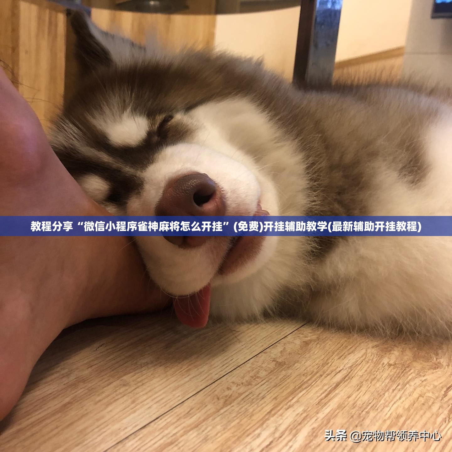 教程分享“微信小程序雀神麻将怎么开挂”(免费)开挂辅助教学(最新辅助开挂教程)